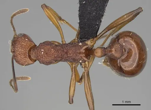 Malagidris jugum - CASENT0494286