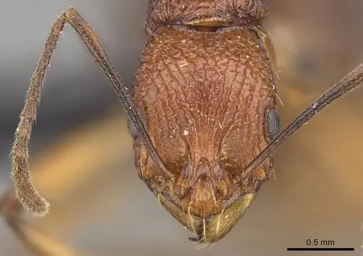 Malagidris jugum - CASENT0494286