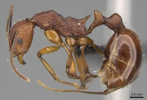 Malagidris jugum - CASENT0494286