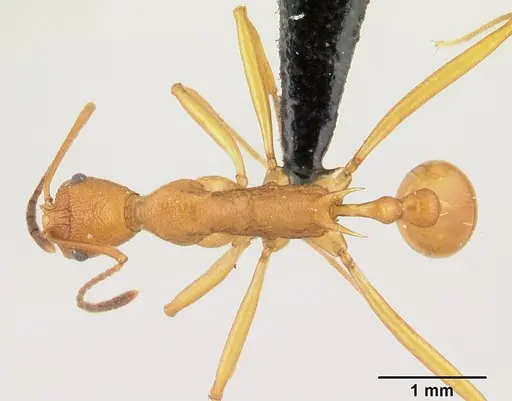 Malagidris sofina specimen