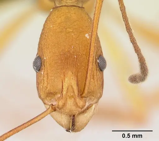 Malagidris sofina specimen