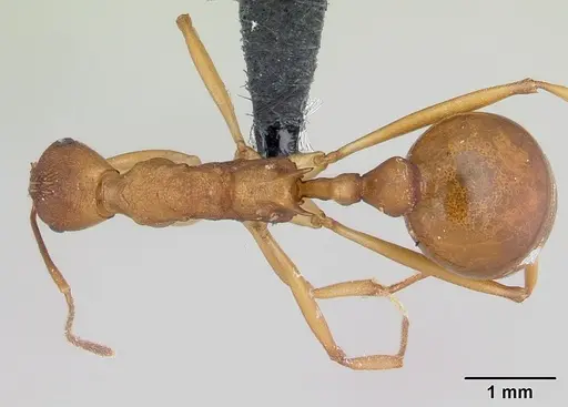 Malagidris sofina - CASENT0420020