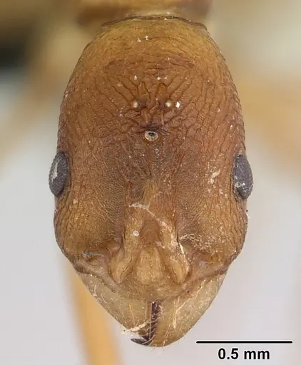 Malagidris sofina - CASENT0420020