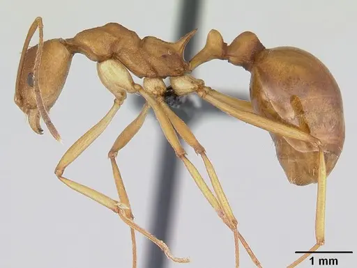 Malagidris sofina - CASENT0420020