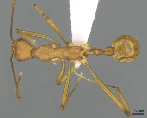 Malagidris sofina - CASENT0427840