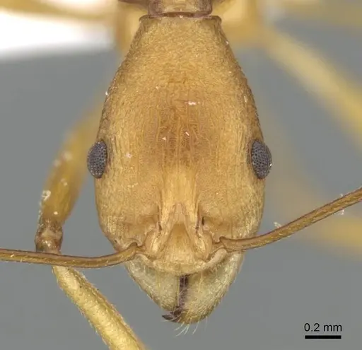 Malagidris sofina - CASENT0427840