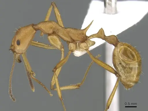 Malagidris sofina - CASENT0427840