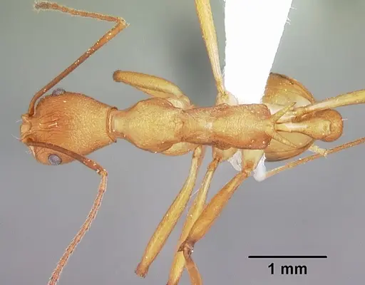 Malagidris sofina - CASENT0427880