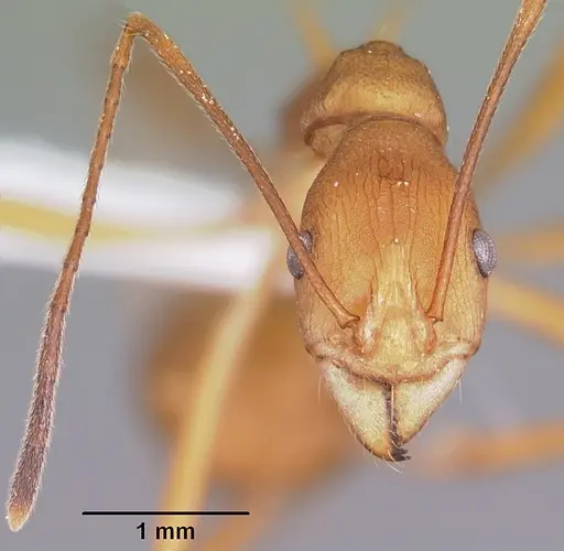 Malagidris sofina - CASENT0427880