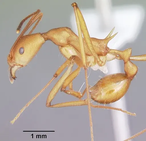 Malagidris sofina - CASENT0427880