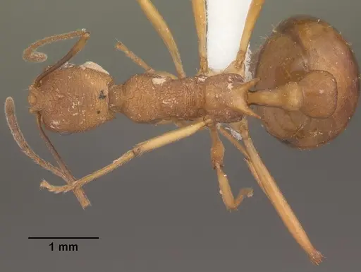 Malagidris sofina - CASENT0427881