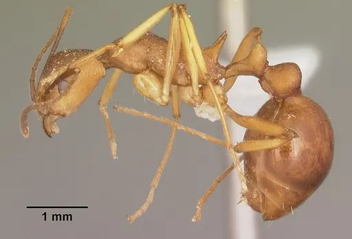 Malagidris sofina - CASENT0427881