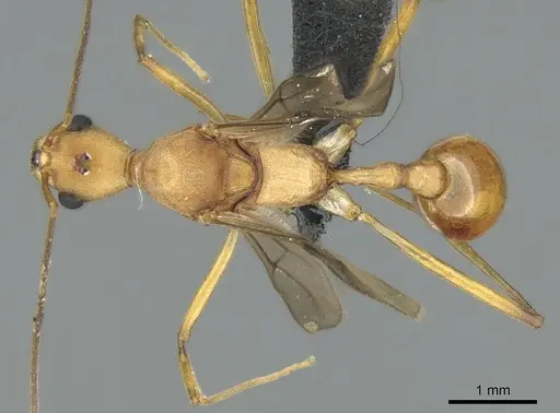 Malagidris sofina - CASENT0906626