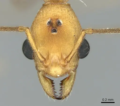 Malagidris sofina - CASENT0906626