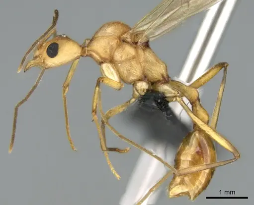 Malagidris sofina - CASENT0906626