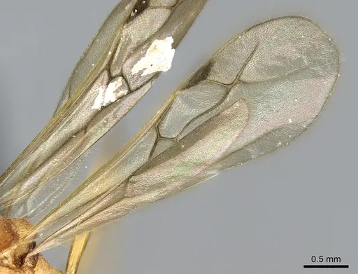 Malagidris sofina - CASENT0906626