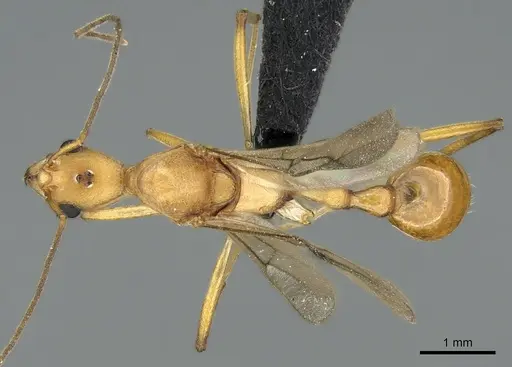 Malagidris sofina - CASENT0906627