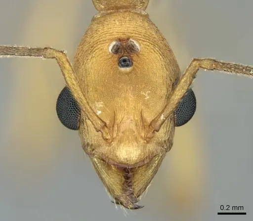 Malagidris sofina - CASENT0906627