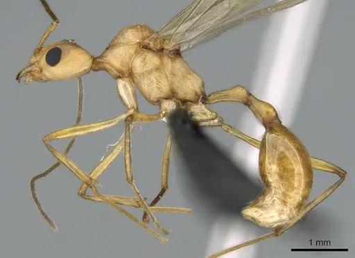 Malagidris sofina - CASENT0906627