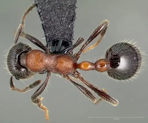 Manica bradleyi specimen