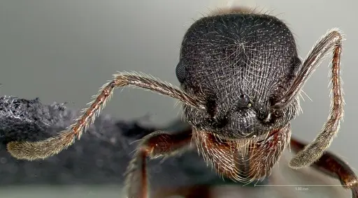 Manica bradleyi specimen