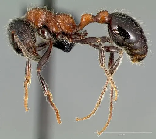 Manica bradleyi specimen