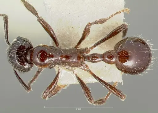 Manica bradleyi - CASENT0005974