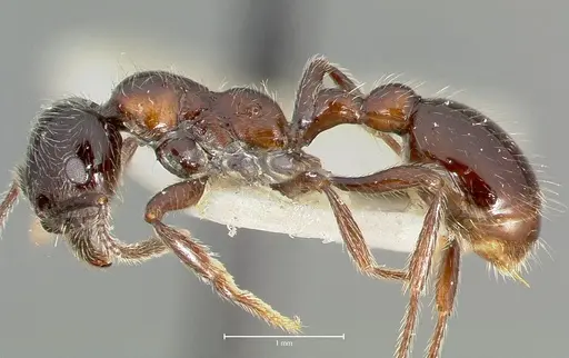 Manica bradleyi - CASENT0005974