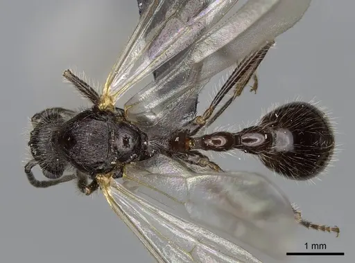 Manica bradleyi - CASENT0007528