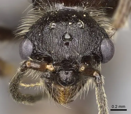 Manica bradleyi - CASENT0007528