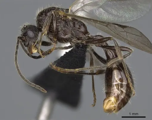 Manica bradleyi - CASENT0007528