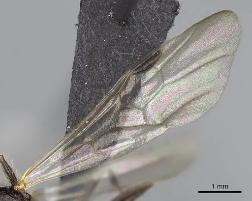 Manica bradleyi - CASENT0007528