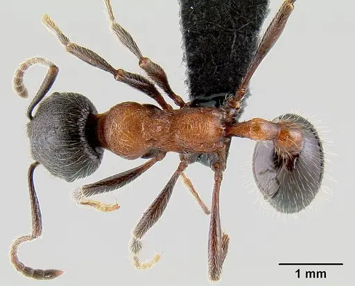 Manica bradleyi - CASENT0106022