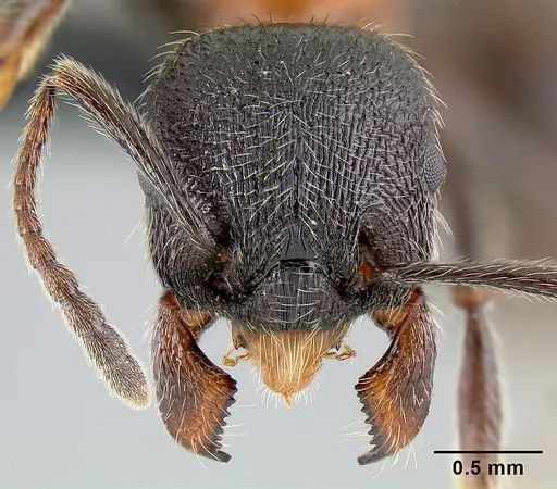 Manica bradleyi - CASENT0106022