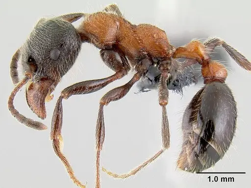 Manica bradleyi - CASENT0106022