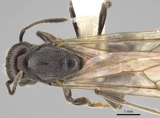 Manica bradleyi - CASENT0862004