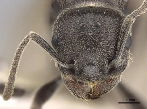 Manica bradleyi - CASENT0862004