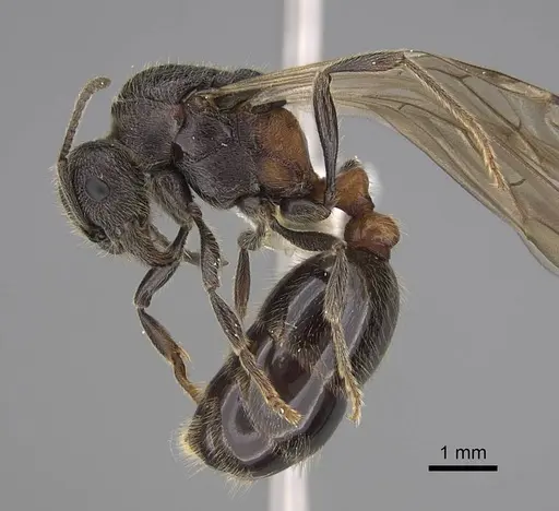 Manica bradleyi - CASENT0862004