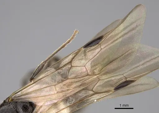 Manica bradleyi - CASENT0862004