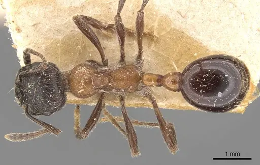 Manica bradleyi - CASENT0907664