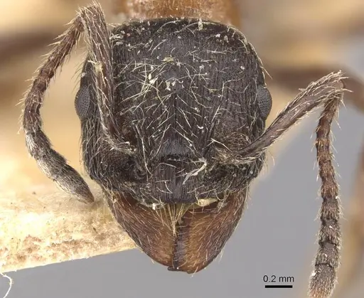 Manica bradleyi - CASENT0907664