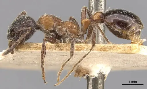 Manica bradleyi - CASENT0907664