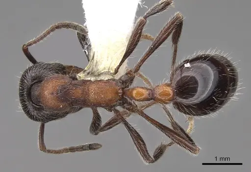 Manica bradleyi - CASENT0922740