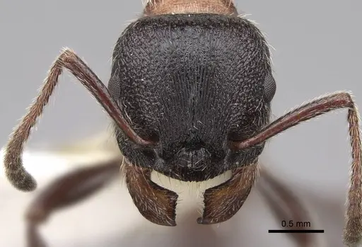 Manica bradleyi - CASENT0922740