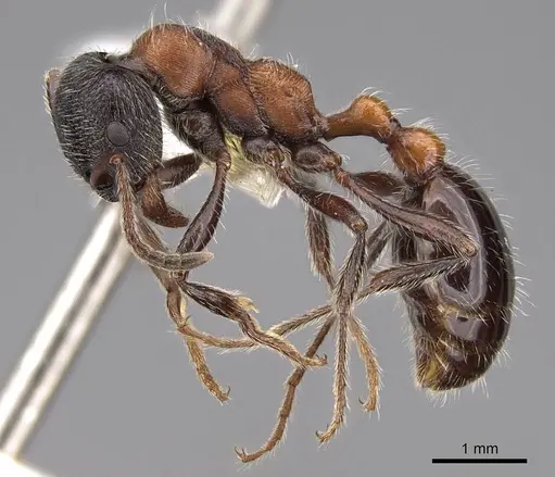 Manica bradleyi - CASENT0922740