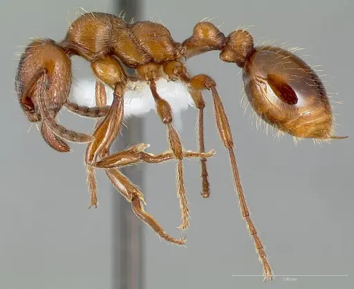 Manica hunteri specimen