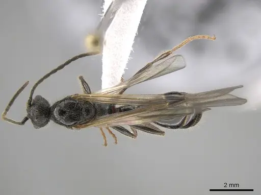 Manica hunteri - CASENT0654144