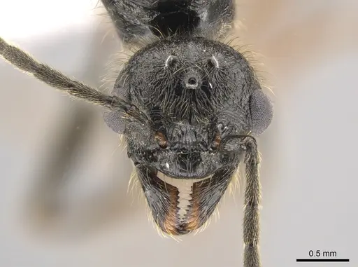 Manica hunteri - CASENT0654144