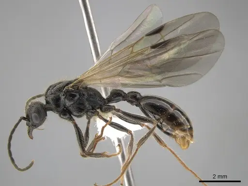 Manica hunteri - CASENT0654144