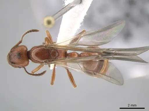 Manica hunteri - CASENT0654145